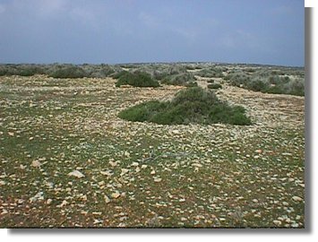 Sòl pedregós al Cap de Barbaria