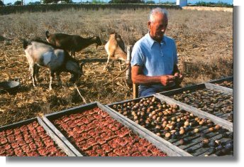 Figues secant-se al sol.</